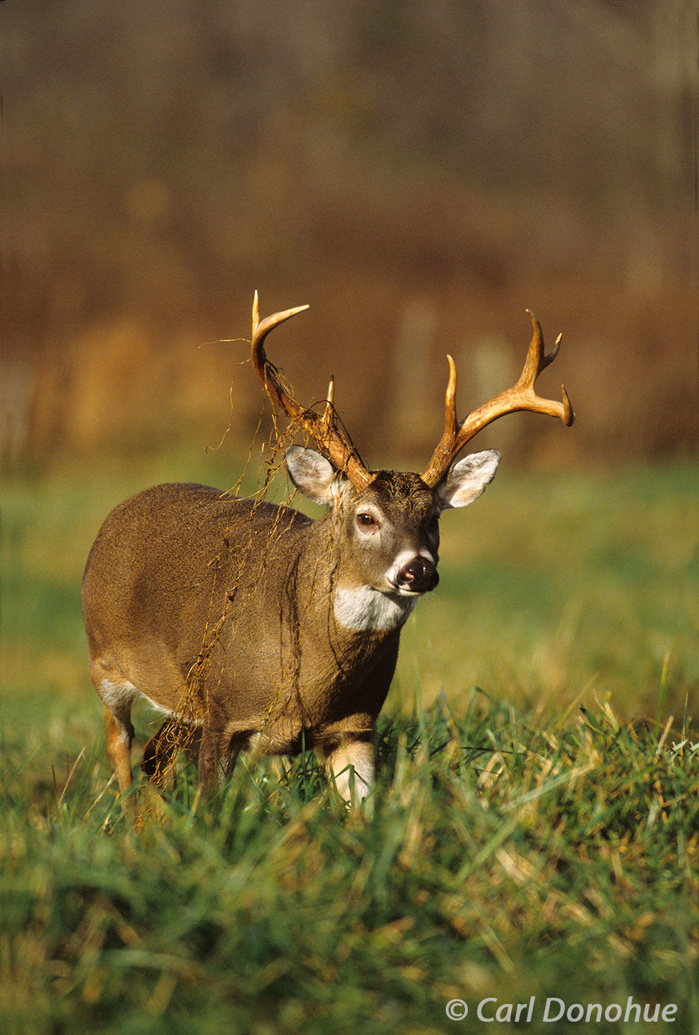 Whitetail buck with grass hanging from his antlers, walking through a grassy meadow. Whitetail deer, Cades Cove, Great Smoky...