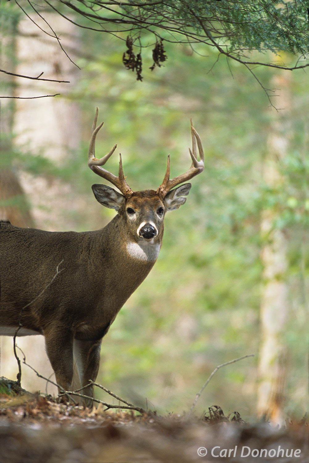 Whitetail deer, 8 point buck standing in forest, Cades Cove, Great Smoky Mountains National Park, Tennessee., (Poturis pensylvanica...