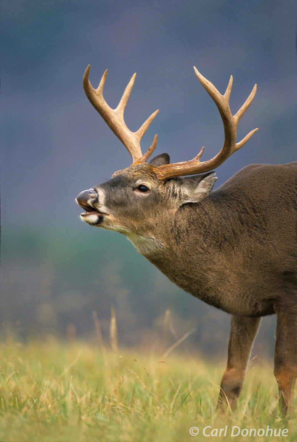 Whitetail deer, buck sniffing, flehmen, lip curl behavior, Cades Cove. Great Smoky Mountains National Park, Tennessee. (Poturis...