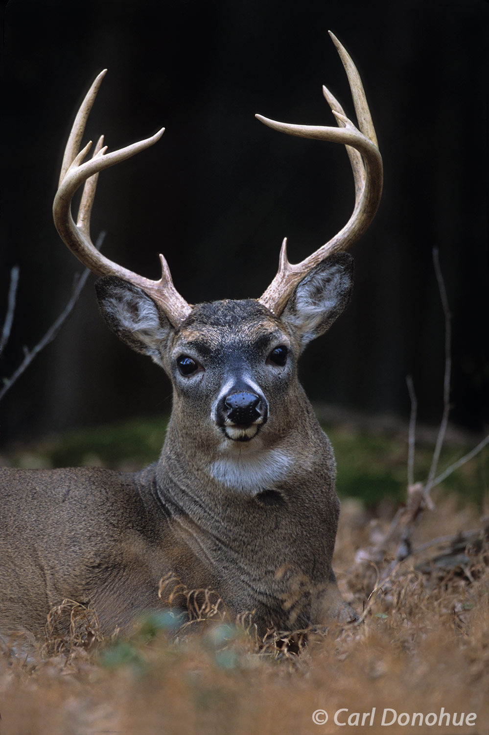 Whitetail deer. A young buck lies in the shade of the Appalachian forest. Cades Cove, Great Smoky Mountains National Park, Tennessee...