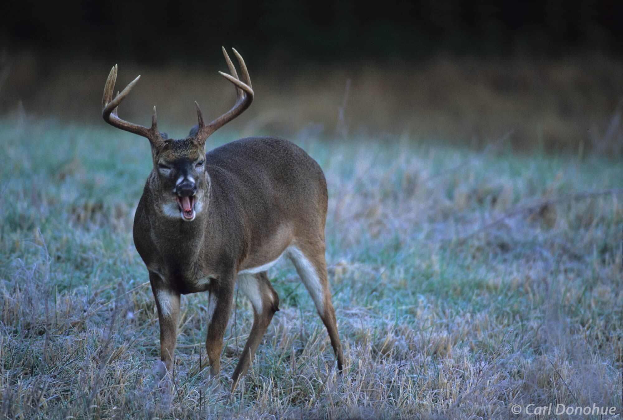 Whitetail deer buck, yawning in the early morning.  Cades Cove, Great Smoky Mountains National Park, Tennessee., (Poturis pensylvanica...