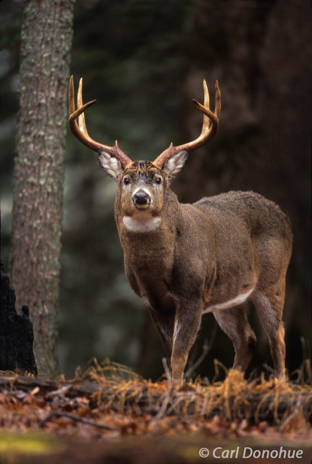 Whitetail deer, 8 point buck standing in forest, Cades Cove, Great Smoky Mountains National Park, Tennessee. This is a large...