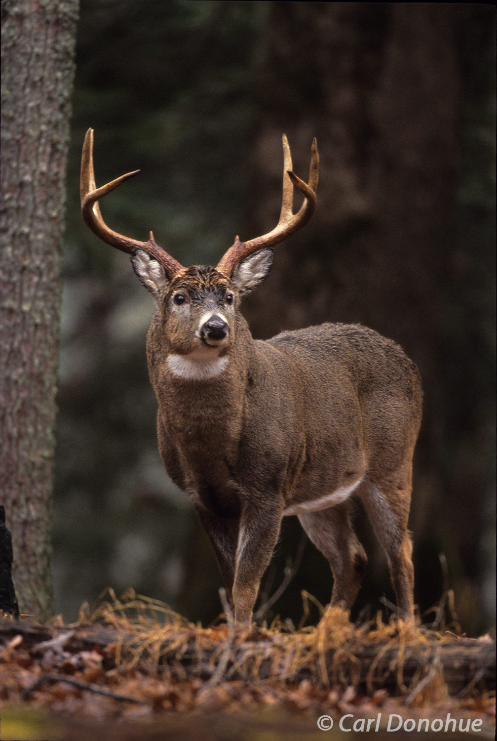 A big-bodied mature adult whitetail deer, 8 point buck standing in forest, Cades Cove, Great Smoky Mountains National Park, Tennessee...
