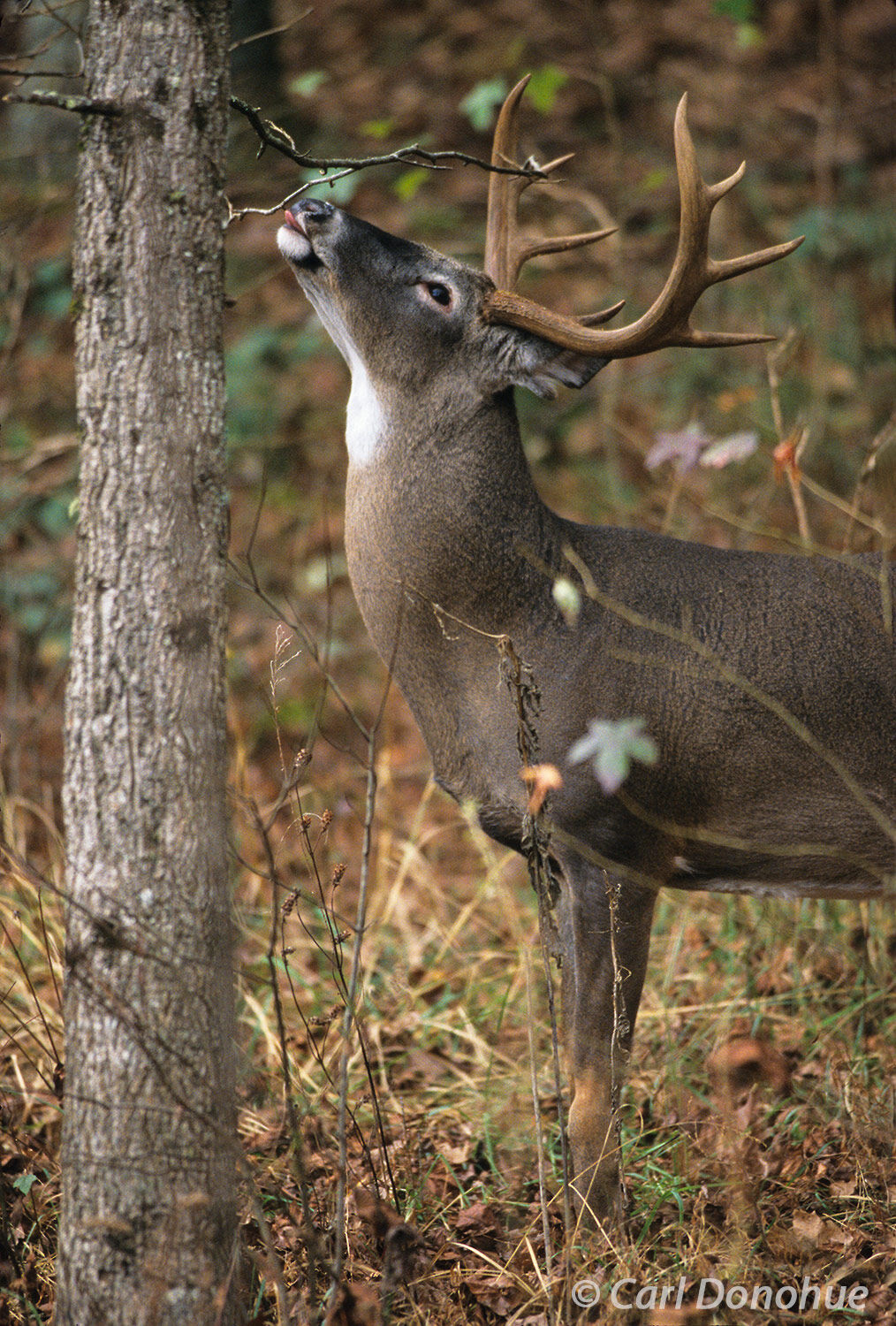 Whitetail deer buck licks a branch. Common rut behavior from whitetail bucks, testing for scents during the rut. Cades Cove...