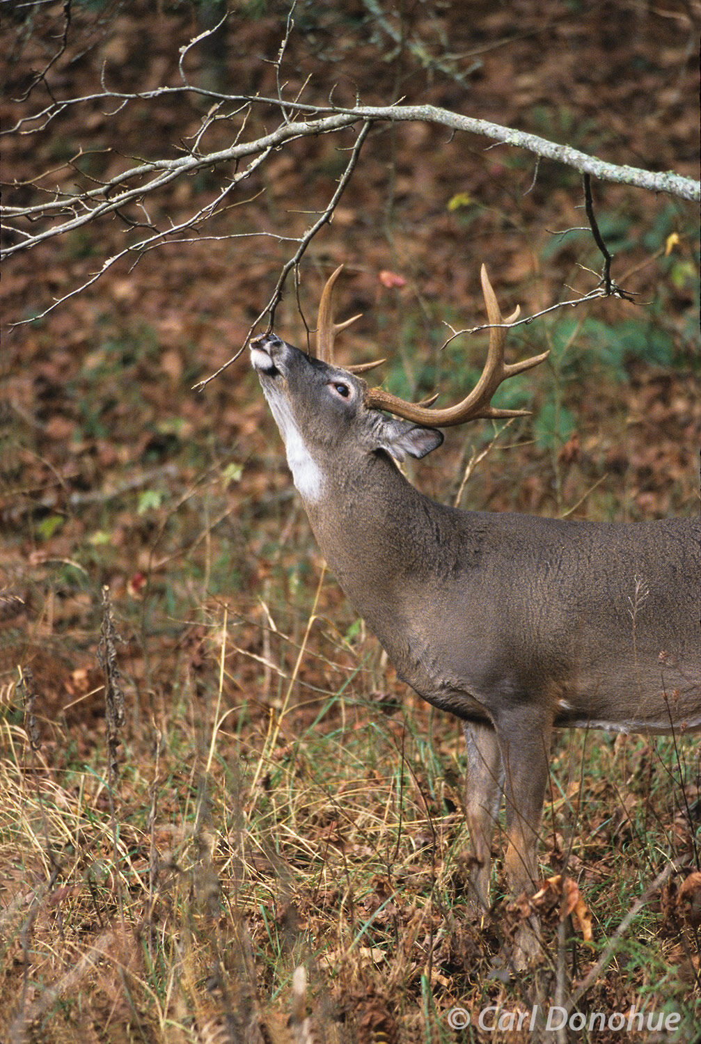Whitetail deer buck licks a branch, testing for scents during the rut. Cades Cove, Great Smoky Mountains National Park, Tennessee...