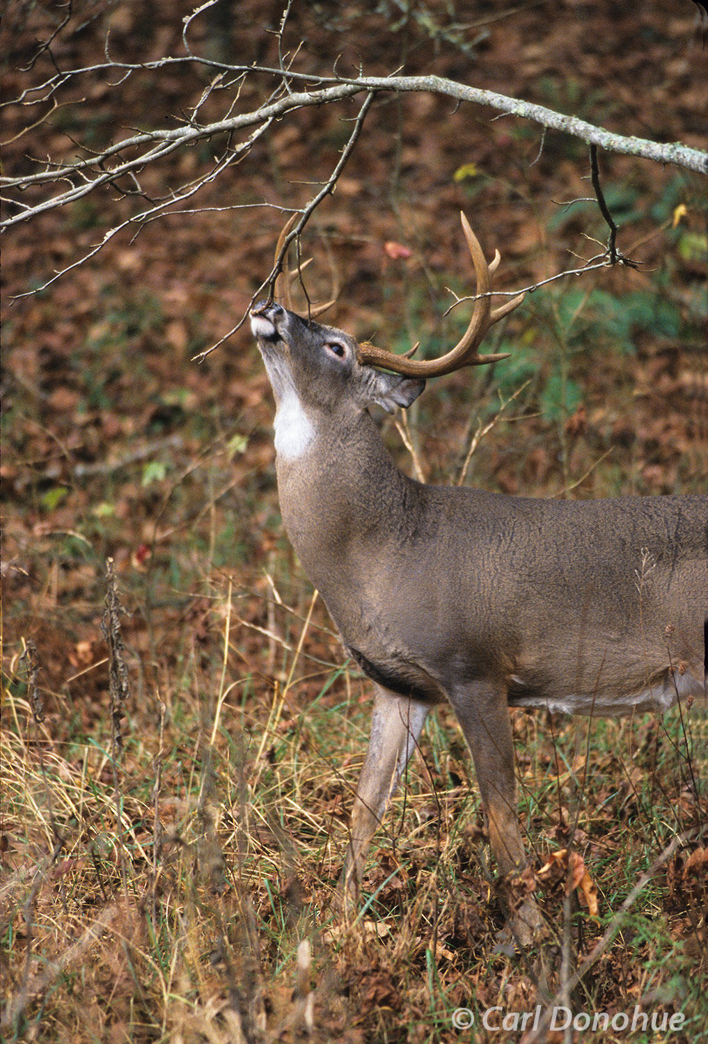 Whitetail deer buck licks a branch, sniffing and testing for scents during the rut. Cades Cove, Great Smoky Mountains National...