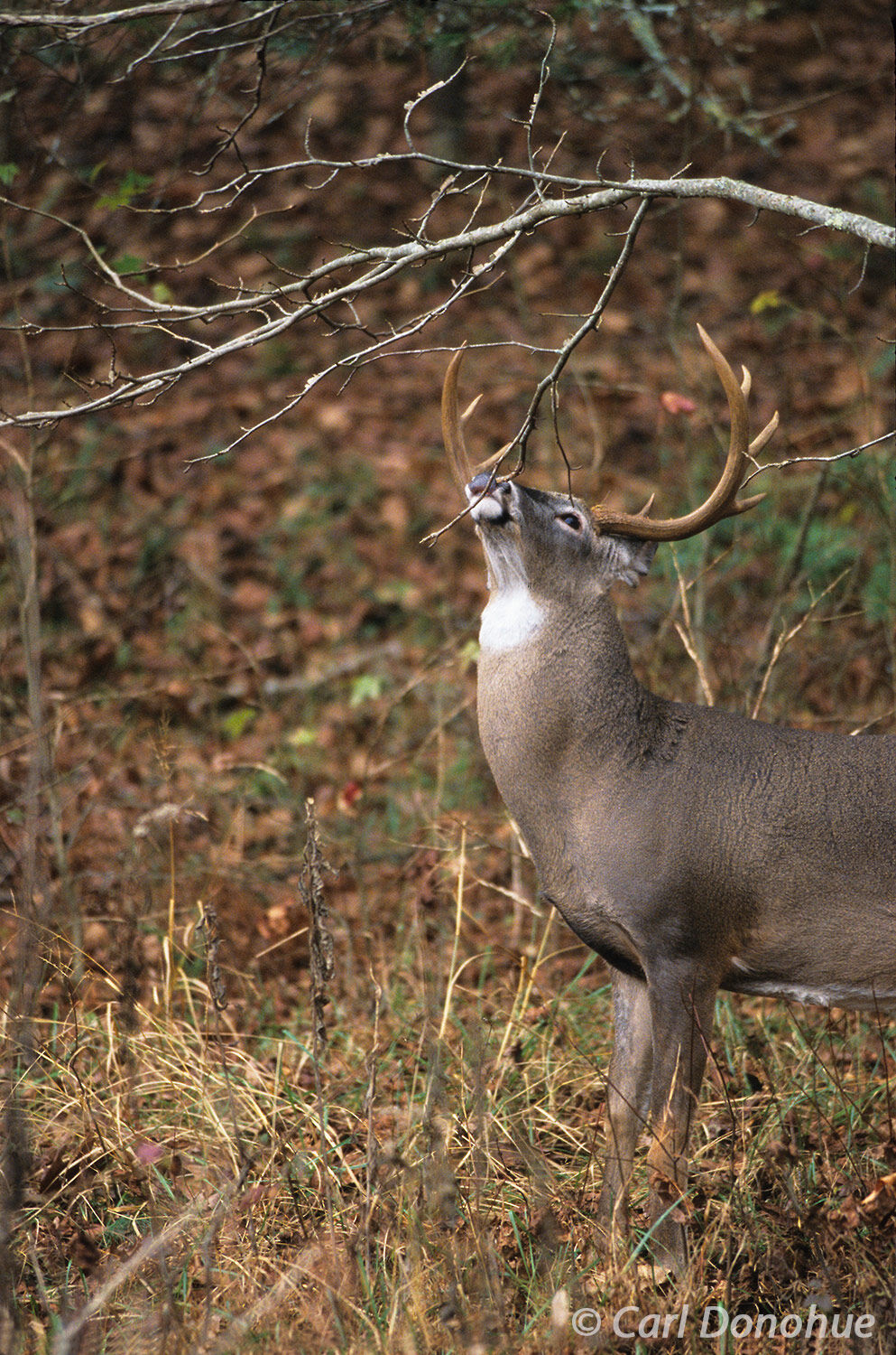 Whitetail deer buck licks a branch, sniffing and testing for scents during the rut.  Bucks will often mark their scent and also...