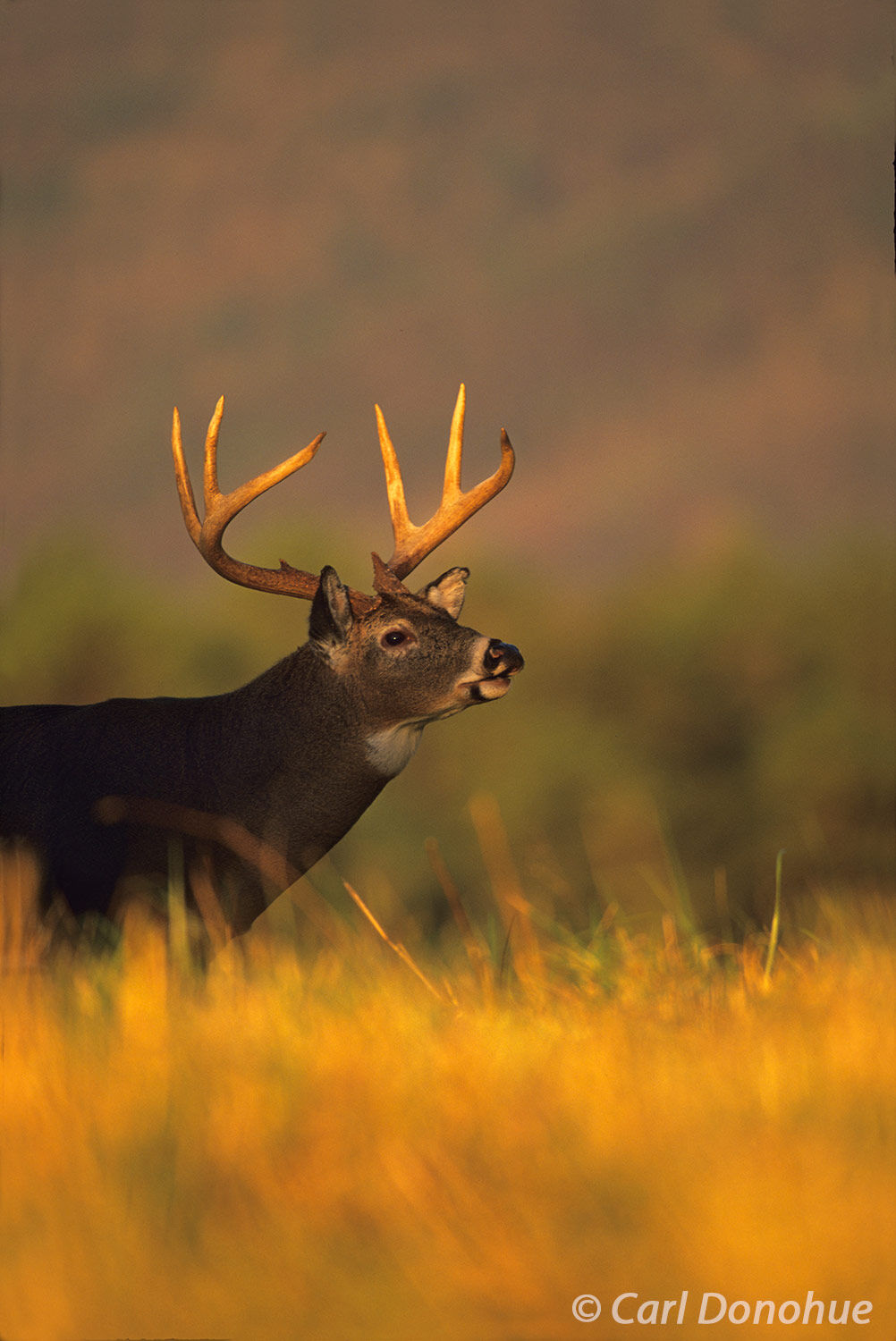 Whitetail deer buck in the late evening light, stands in a field, Cades Cove, Great Smoky Mountains National Park, Tennessee., (...
