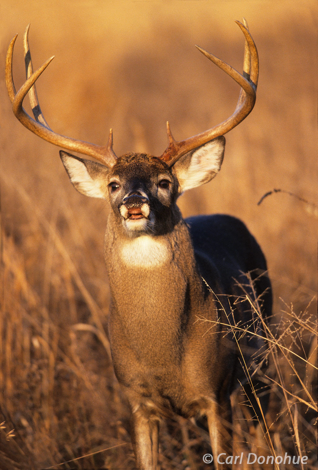 Whitetail deer buck doing a lip curl, Cades Cove, Great Smoky Mountains National Park, Tennessee. Whitetail deer, (Poturis pensylvanica...