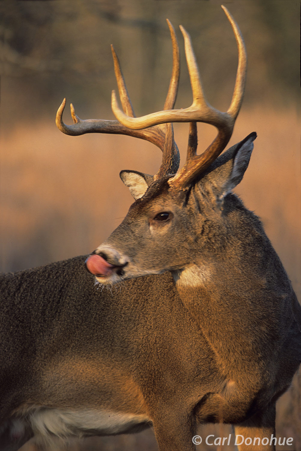 Whitetail deer buck licks his nose, during the rut or breeding season, Cades Cove, Great Smoky Mountains National Park, Tennessee...