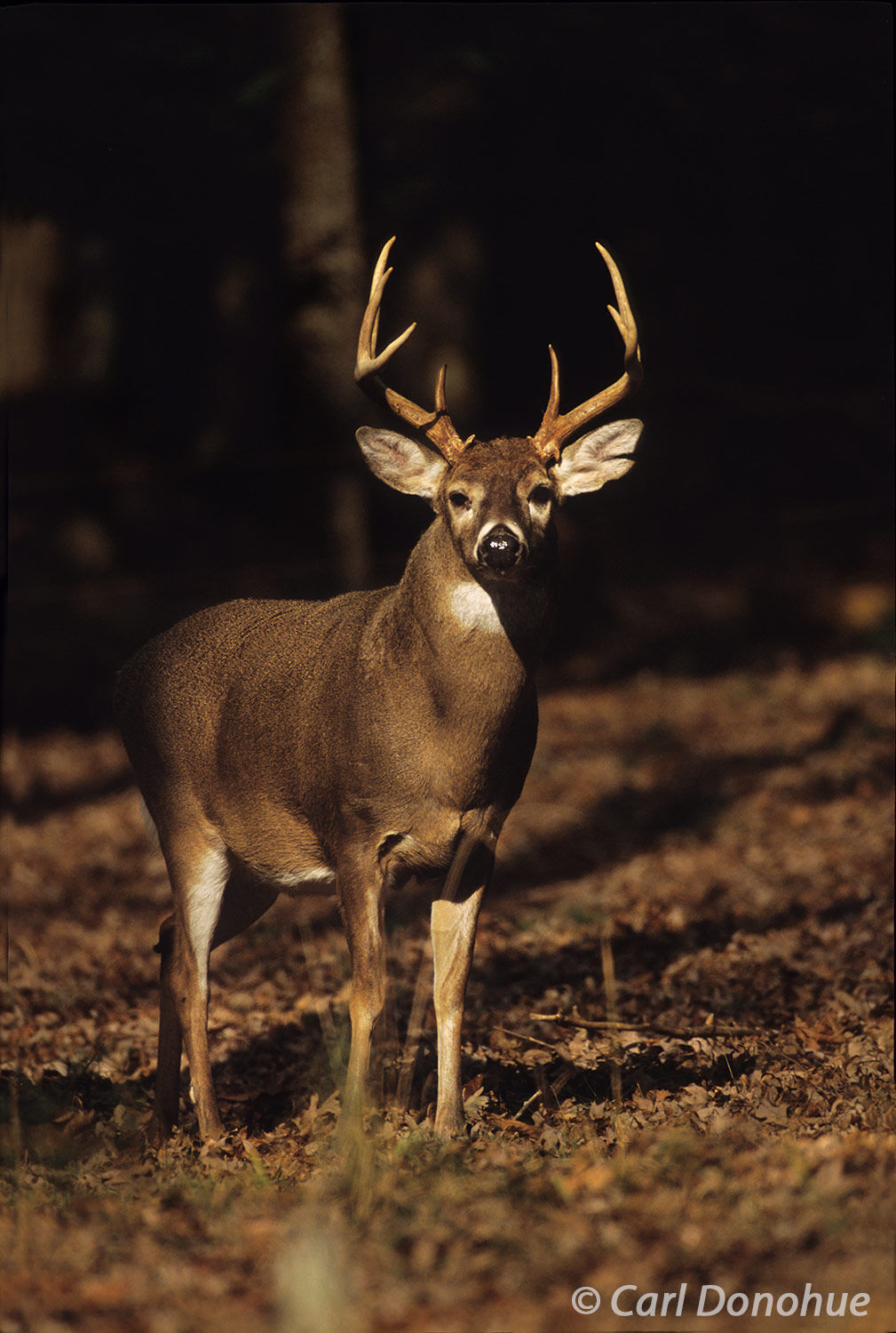 Whitetail deer, buck standing in the forest.  Nice rack, this 10-point buck stood in great light for a few seconds. Cades Cove...