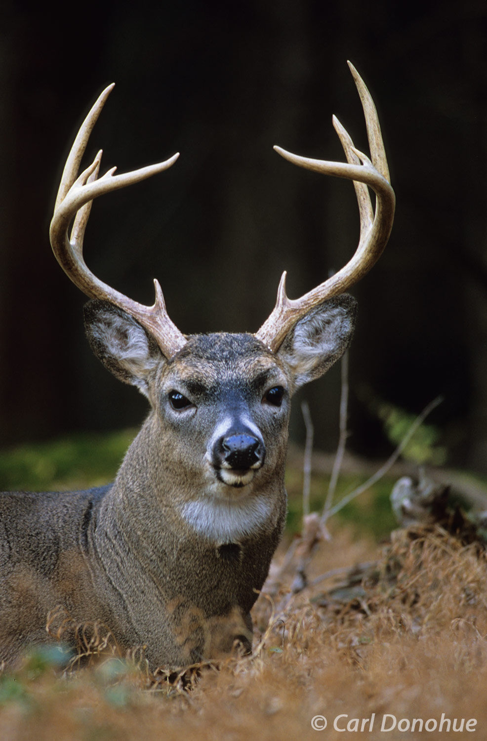 Whitetail deer. A young buck lies in the shade of the Appalachian forest. Cades Cove, Great Smoky Mountains National Park, Tennessee...