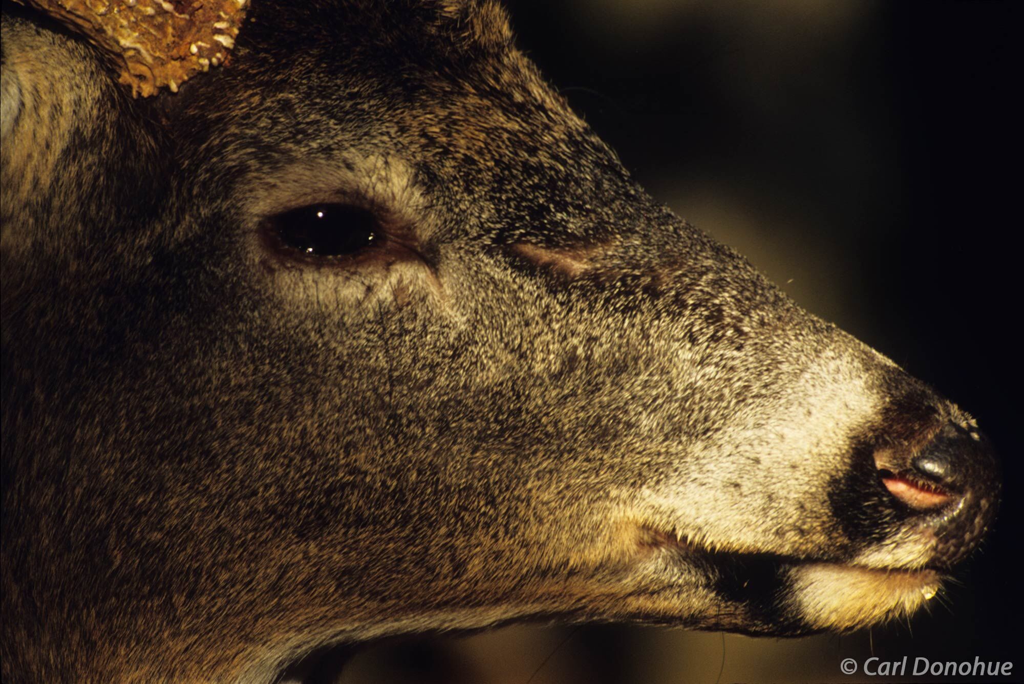 Whitetail deer, buck, tight headshot, Cades Cove, Great Smoky Mountains National Park, Tennessee., (Poturis pensylvanica)