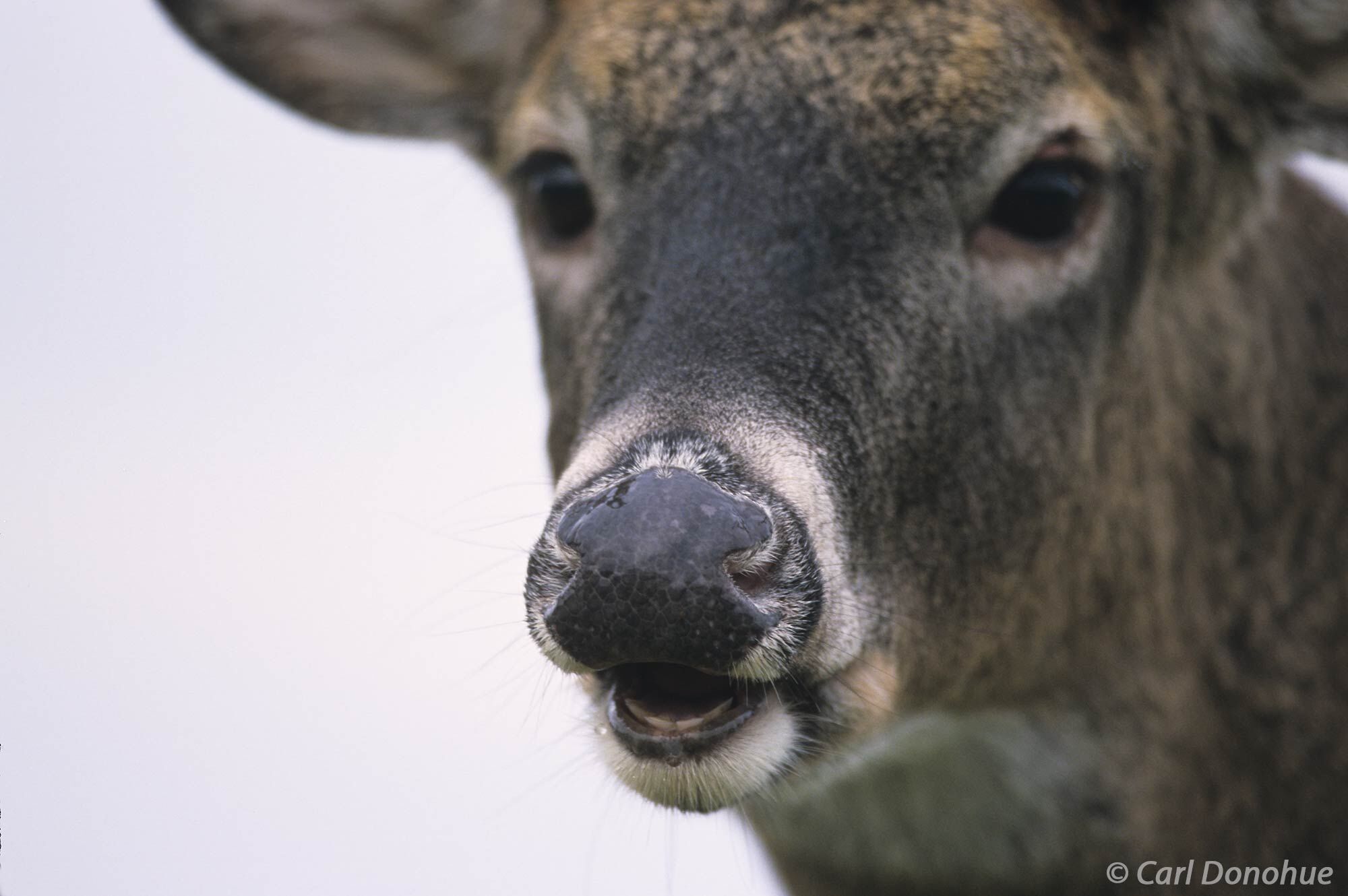 Whitetail deer, buck, a closeup tight headshot, Cades Cove, Great Smoky Mountains National Park, Tennessee. (Poturis pensylvanica...