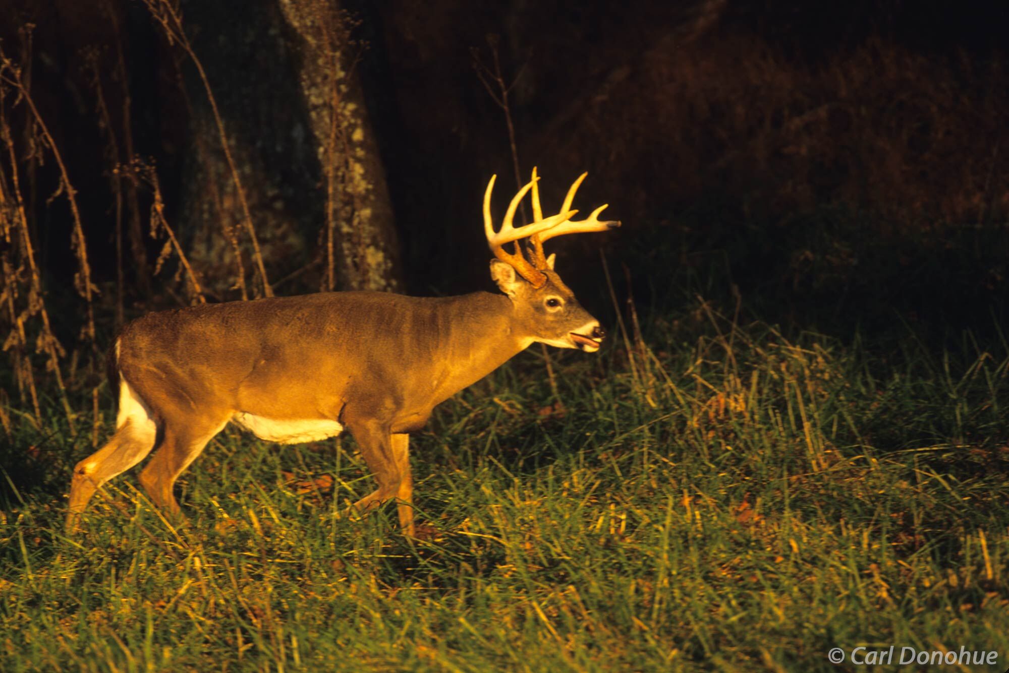 Whitetail deer buck walking across a field, in wonderful late light. Cades Cove, Great Smoky Mountains National Park, Tennessee...
