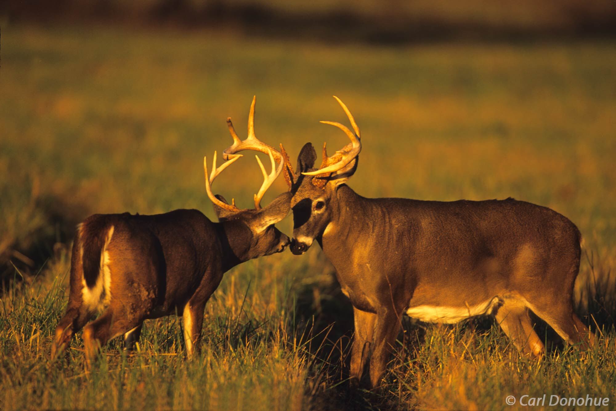 2 Whitetail deer bucks greet one another, sniffing noses, a larger mature buck and a young 6 point, Cades Cove, Great Smoky Mountains...