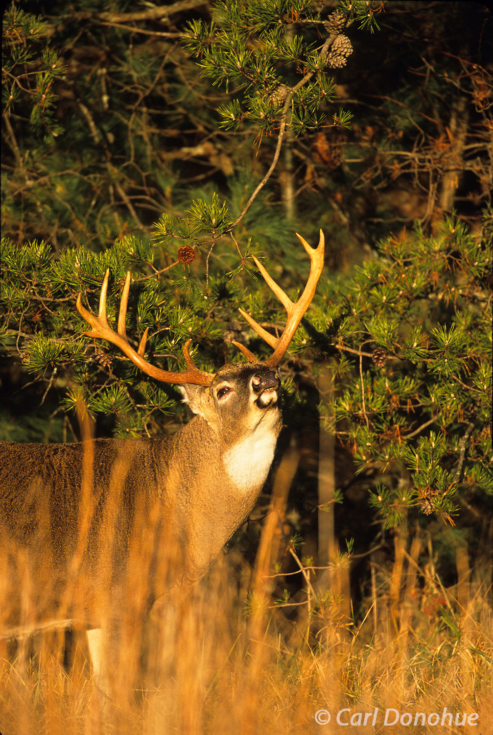 Whitetail deer, 10 point buck sniffing, flehmen behavior, Cades Cove, Great Smoky Mountains National Park, Tennessee.  (Poturis...