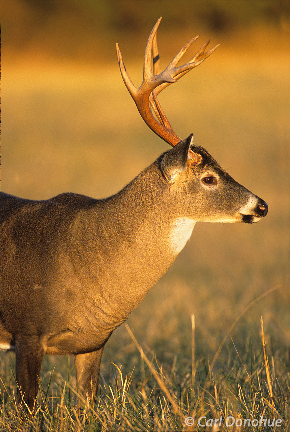 Whitetail deer, 13 point buck standing in a field at the edge of the forest, Cades Cove, Great Smoky Mountains National Park...