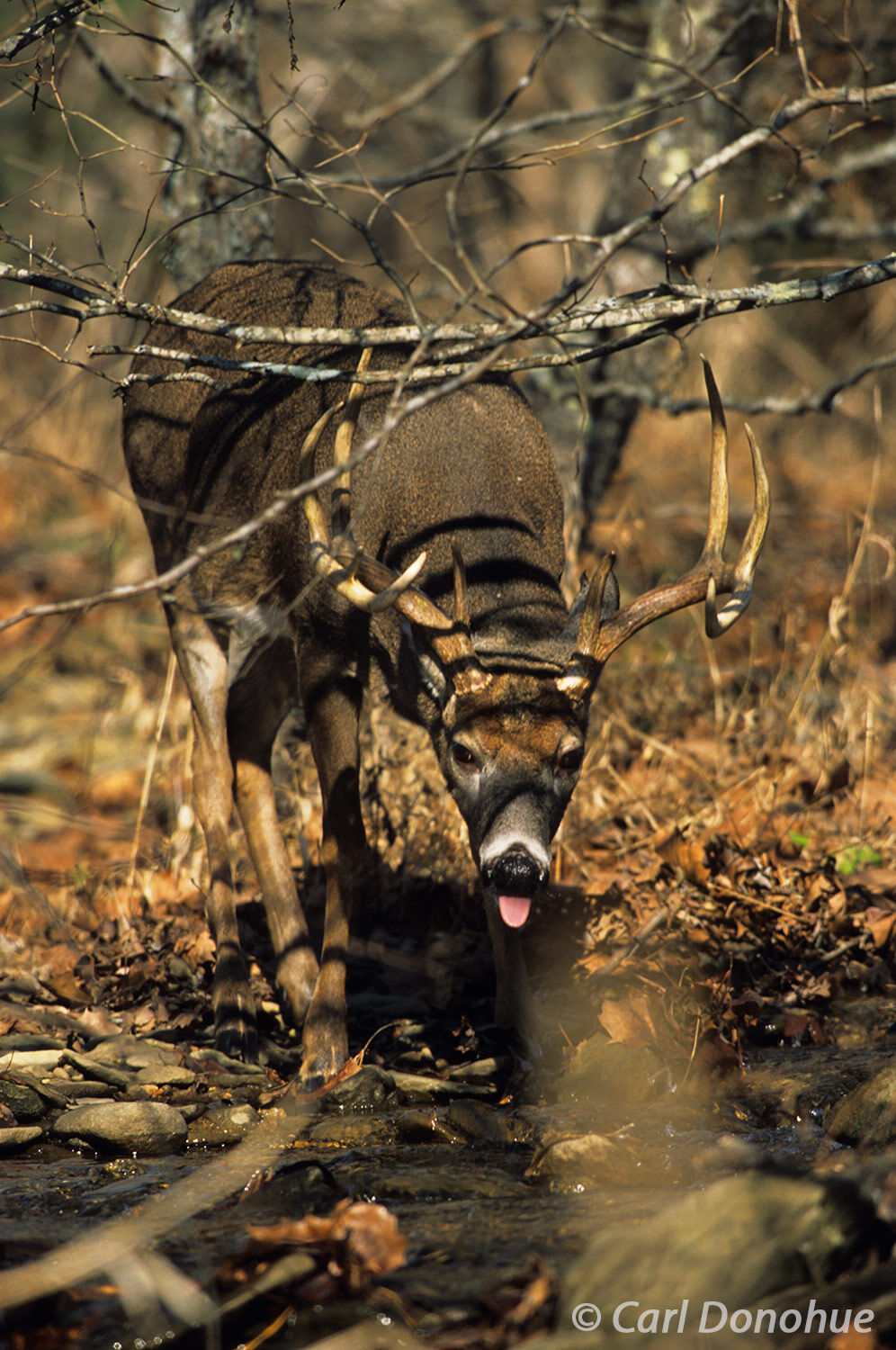 Whitetail deer, buck drinking from a stream, Cades Cove, Great Smoky Mountains National Park, Tennessee., (Poturis pensylvanica...