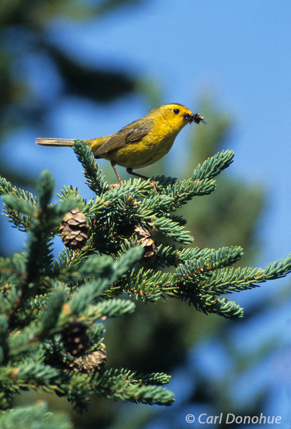 A Wilson's Warbler perches on a leafy branch in the Chugach National Forest on the Kenai Peninsula in Alaska, a small insect...