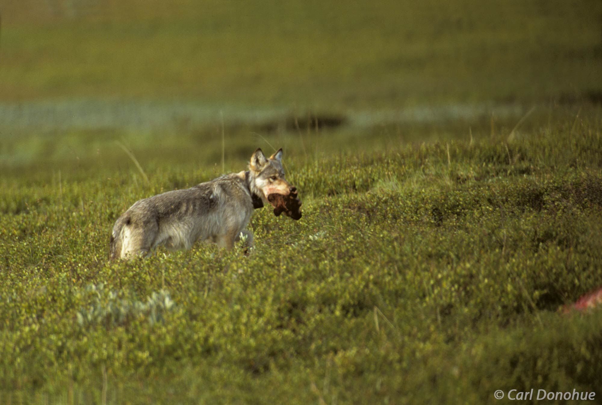 A radio collared female gray wolf, alpha female of the Grant Creek pack, Denali National Park, Alaska.