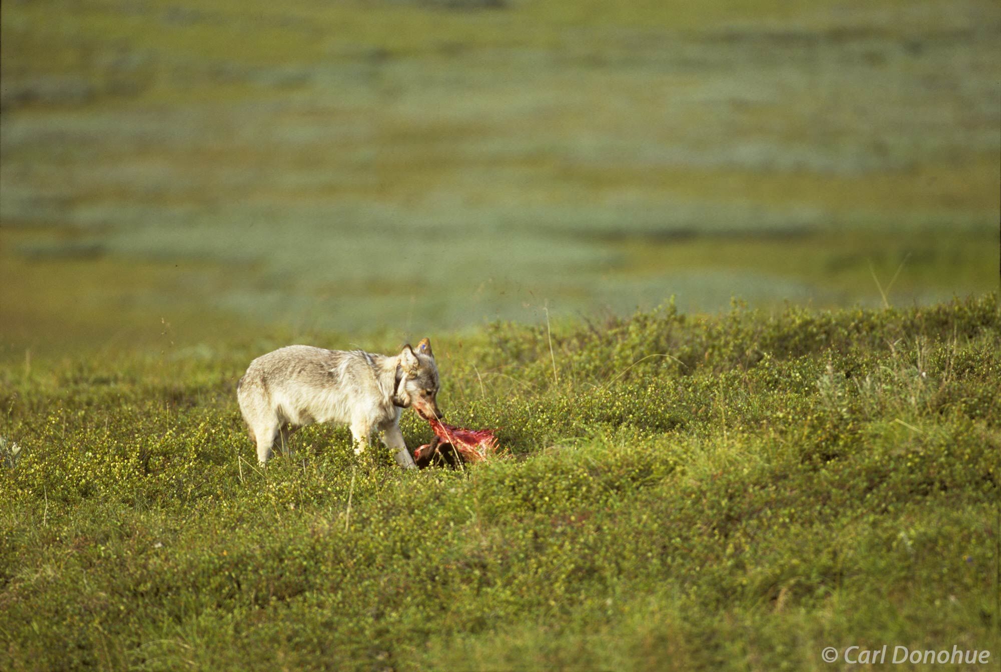 A radio collared female gray wolf, alpha female of the Grant Creek pack, Denali National Park, Alaska.